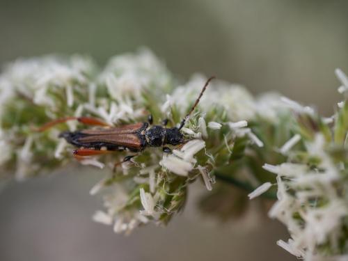 Réf. 258 641 : Stenopterus rufus
