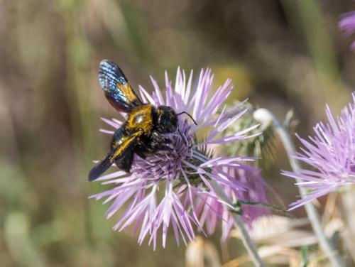 Xylocopa iris