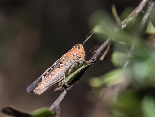 Réf. 258 725 : Omocestus raymondi raymondi