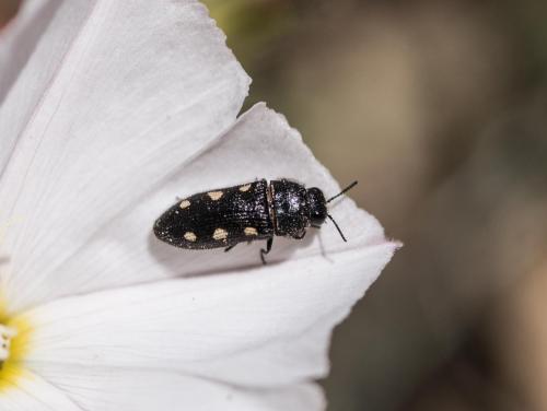 Réf. 258 722 : Acmaeodera bipunctata