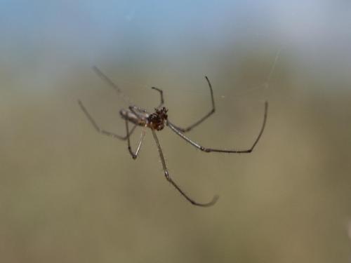 Tetragnatha sp.
