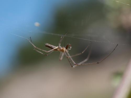 Réf. 258 941 : Tetragnatha sp.