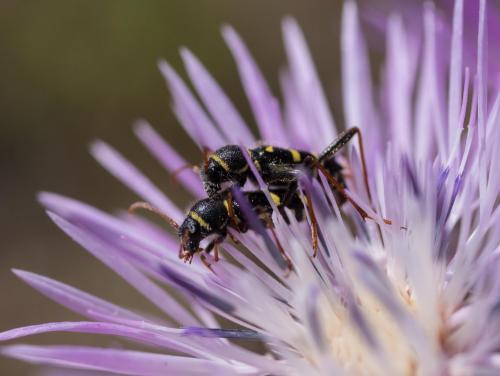 Réf. 258 930 : Clytus rhamni