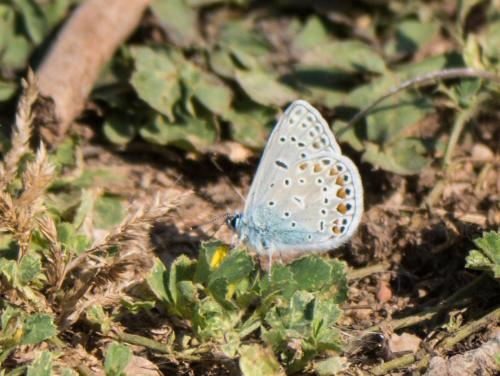 Polyommatus icarus