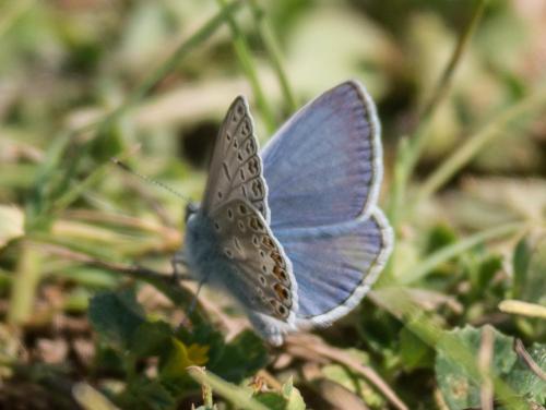 Réf. 258 945 : Polyommatus icarus