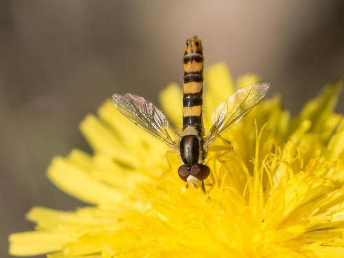 Sphaerophoria scripta
