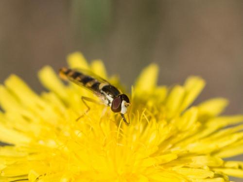 Réf. 258 939 : Sphaerophoria scripta