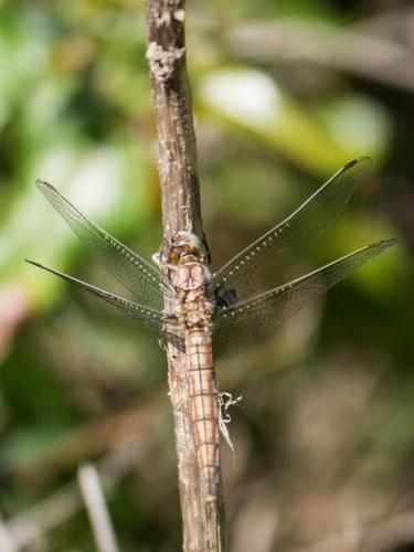 Réf. 258 942 : Orthetrum brunneum