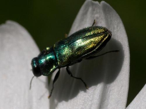 Réf. 258 928 : Anthaxia fulgurans