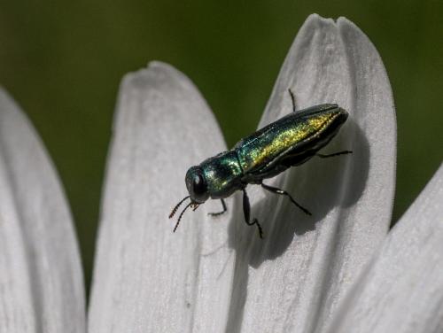 Réf. 258 929 : Anthaxia fulgurans