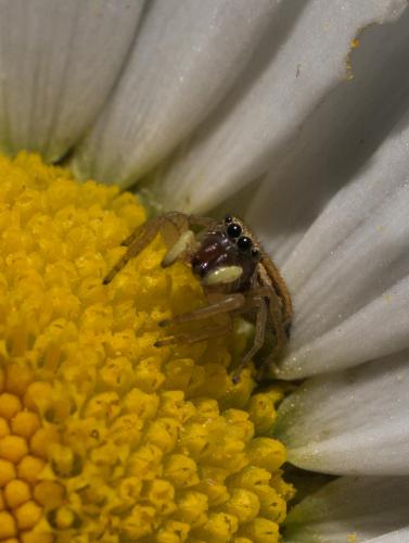 Heliophanus tribulosus