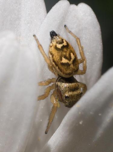 Heliophanus tribulosus