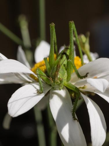 Tettigonia viridissima