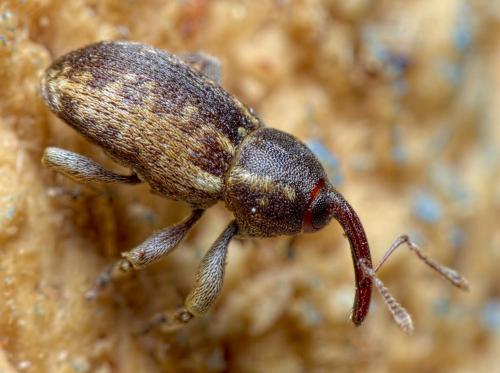 Réf. 258 779 : Pachytychius haematocephalus