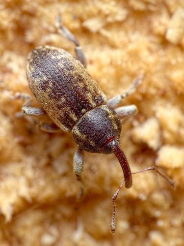 Pachytychius haematocephalus