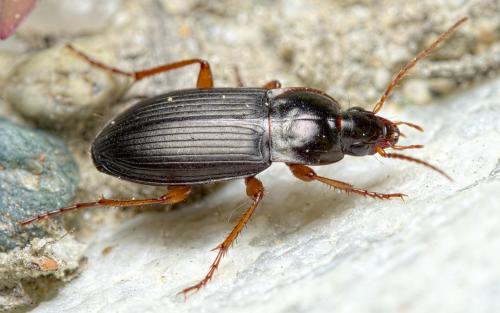Calathus erratus