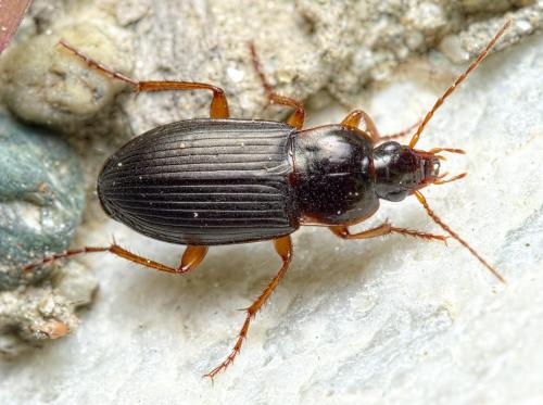 Calathus erratus