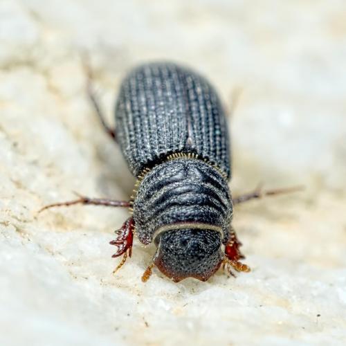 Rhyssemus germanus
