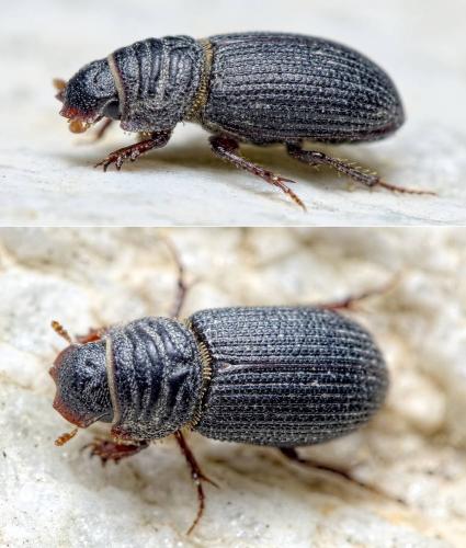 Rhyssemus germanus