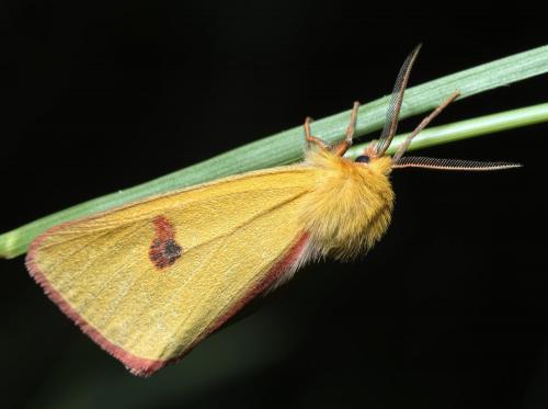 Diacrisia sannio