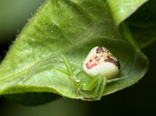 Réf. 258 254 : Ebrechtella tricuspidata
