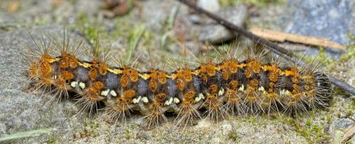 Réf. 258 306 : Euplagia quadripunctaria