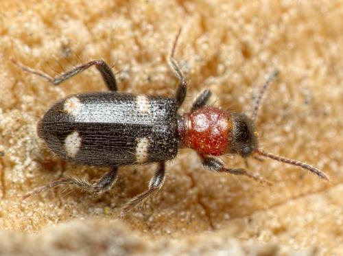 Allonyx quadrimaculatus