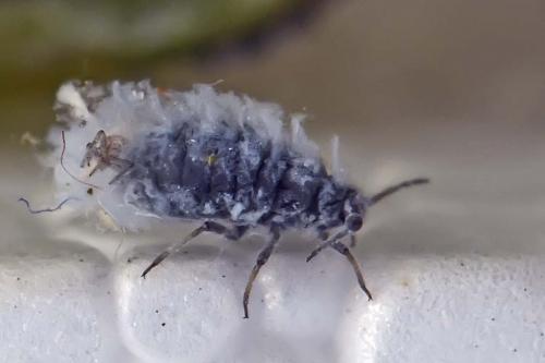 Eriosoma lanuginosum