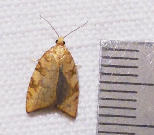 Réf. 258 709 : Aleimma loeflingiana