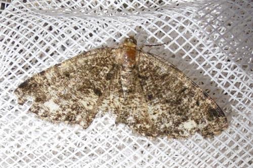 Parectropis similaria