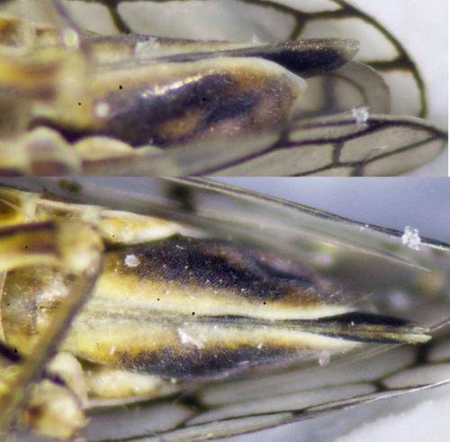 Réf. 258 319 : Oncopsis subangulata