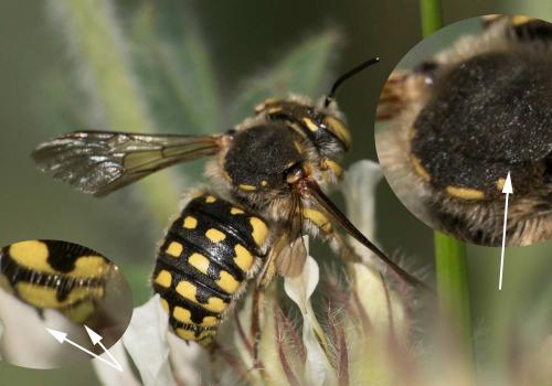 Réf. 258 675 : Anthidium loti