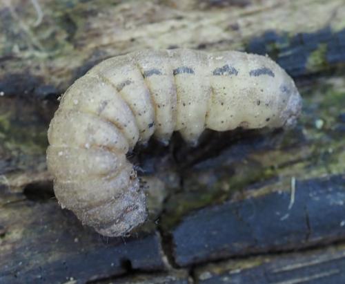 Noctua pronuba