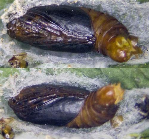 Réf. 258 591 : Cnephasia asseclana