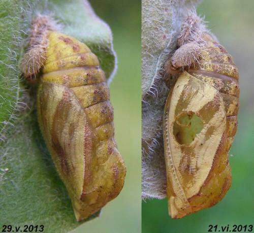 Réf. 258 625 : Brachymeria femorata