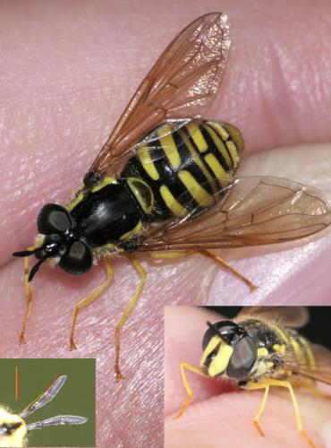 Chrysotoxum cautum