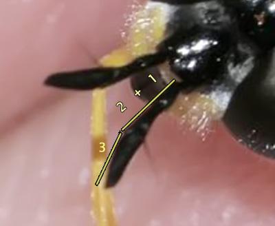Chrysotoxum cautum