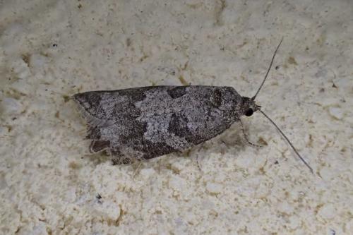 Réf. 258 704 : Cnephasia sp.