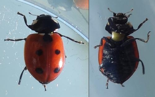 Coccinella undecimpunctata