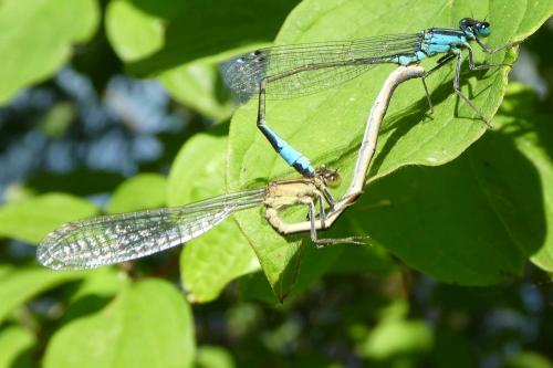 Ischnura elegans