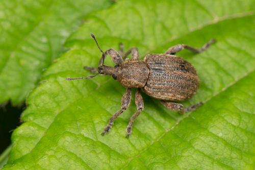 Réf. 258 843 : Brachypera zoilus