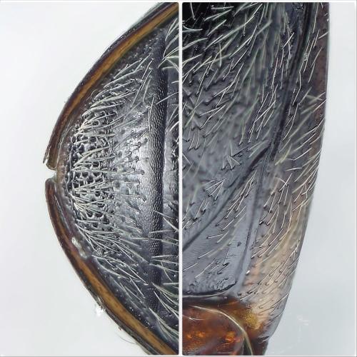 Hydroporus planus