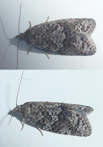 Cnephasia asseclana