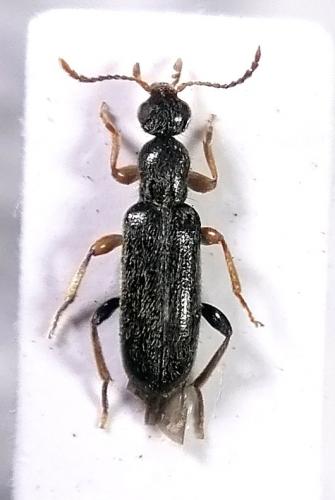 Réf. 258 895 : Macratria leprieuri gasconica