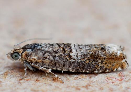 Réf. 258 059 : Epinotia tetraquetrana