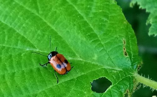 Réf. 258 703 : Cryptocephalus bipunctatus