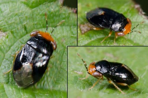Geocoris erythrocephalus