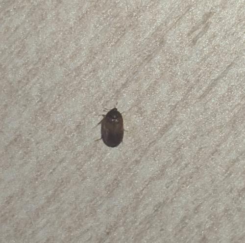Réf. 258 426 : Attagenus smirnovi