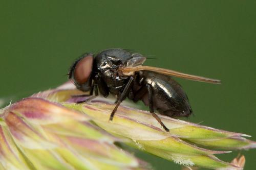 Dasiops ensifer
