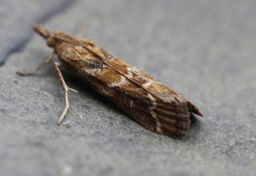 Bradyrrhoa sp.